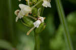 Small green wood orchid